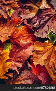 Natural bright Autumn leaves background. Top view. Natural bright Autumn leaves background