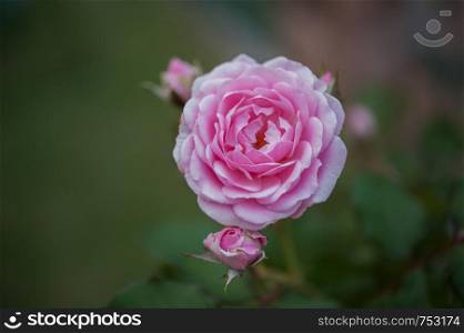 Natural bright roses background. Bright pink rose for Valentine Day.