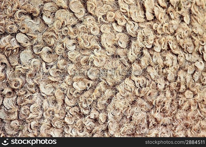 Natural camel wool as a background