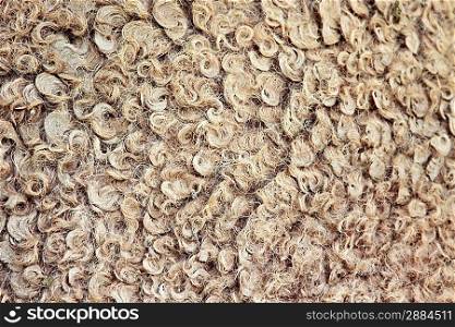 Natural camel wool as a background