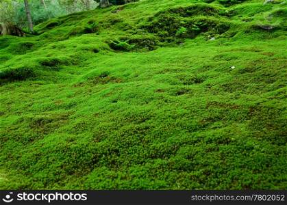 Natural carpet of moss. Natural carpet of green moss on a forest floor, green background