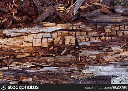 Natural close-up background with collapsing trunks of fallen trees