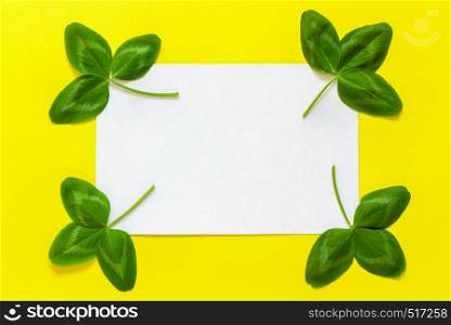 Natural clover leaf and white empty card for text on yellow background. St.Patrick 's Day concept. Top view. Mockup template. clover leaf and white empty card