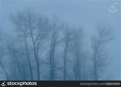 Natural Cold Blue Background. Huge Trees Trunks. Foggy Weather in the Morning Winter Park.
