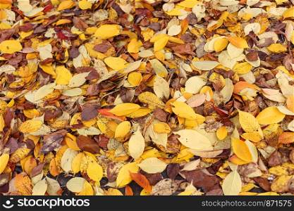 Natural colorful carpet of fallen autumn leaves