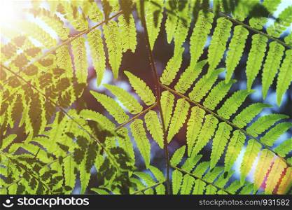 Natural concept. Summer and travel background. Green leaves pattern in nature with sunlight and flare. Fresh nature environment. Picture for add text message. Backdrop for design art work.
