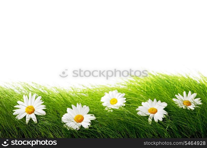 Natural daisies in grass isolated on white background