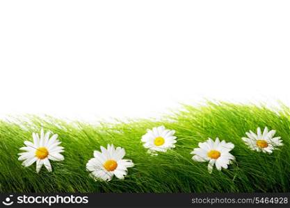 Natural daisies in grass isolated on white background