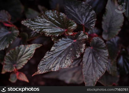 Natural Dark Black leaves pattern background and wallpaper