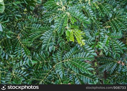 Natural dark green glossy leaves on trees in the forest.