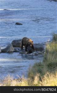 Natural, distant view of brown grizzly bear walking on rocks in Chilkoot River water in Haines, Alaska. Vertical image with copy space demonstrates safe wildlife viewing distance.