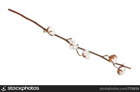 natural dried branch of cotton plant isolated on white background