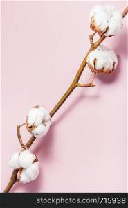 natural dried branch of cotton plant on pink pastel paper background