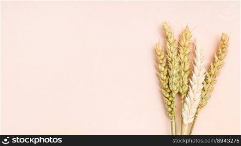 natural dried spikelets on pink background close up with copyspace