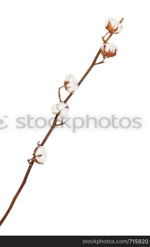 natural dried twig of cotton plant isolated on white background