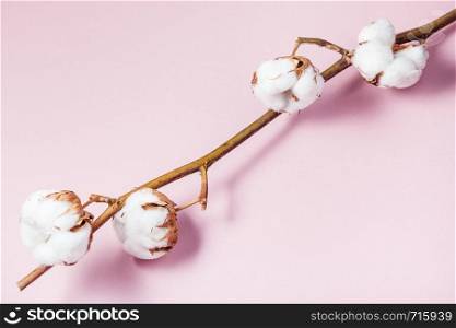 natural dried twig of cotton plant on pink pastel paper background