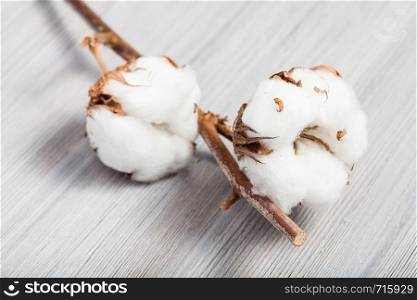 natural dried twig of cotton plant with cottonwool on gray wooden board