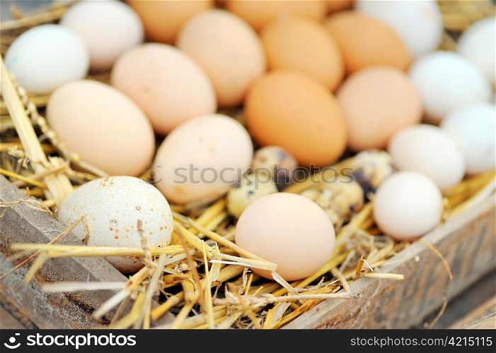 Natural eggs in nest close up