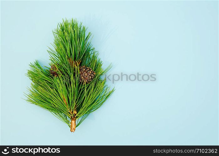 Natural evergreen cedar branche with cones on blue background. Copy space Top view Template for your design, invitation, postcard.. Natural evergreen cedar branche with cones on blue background. Copy space Top view Template for your design, invitation, postcard