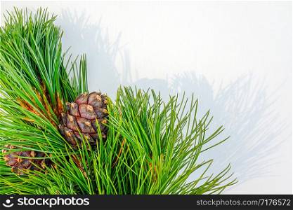 Natural evergreen cedar branches with cones border on white background. Copy space Top view Template for your design, invitation, postcard.. Natural evergreen cedar branches with cones border on white background. Copy space Top view Template for your design, invitation, postcard
