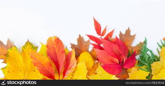 Natural fall leaves border, top view over white background. Natural fall leaves background