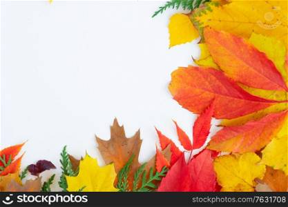 Natural fall leaves border, top view over white background with copy space. Natural fall leaves background