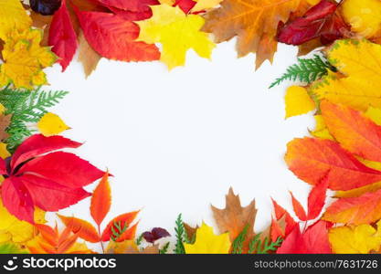 Natural fall leaves frame, top view over white background. Natural fall leaves background