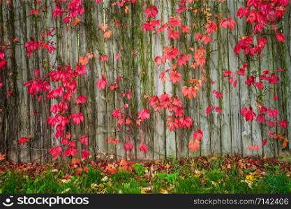 Natural fence. Tree leaves change color in autumn.
