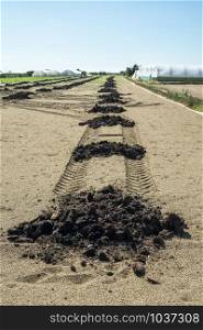 Natural fertilizer in agricultural land scattered on piles. Soil fertilization concept. Farmland and manure. Bio and ecological soild concept. Helthy growing concept with natural fertilizer.