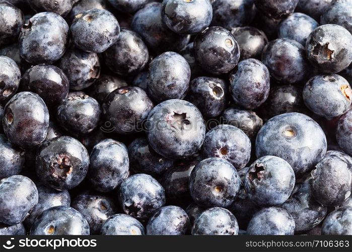 natural food background - many fresh harvested blueberries close-up