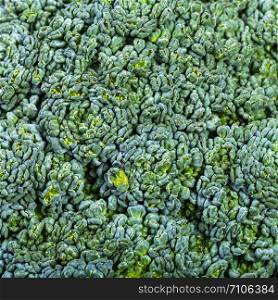 natural food square background - green broccoli florets on cabbagehead close-up