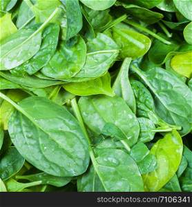 natural food square background - many green leaves of spinach herb close up