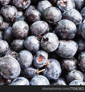 natural food square background - many ripe blueberry fruits close-up
