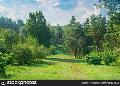 Natural forest with coniferous and deciduous trees, meadow and footpaths. Summer. A bright sunny day.
