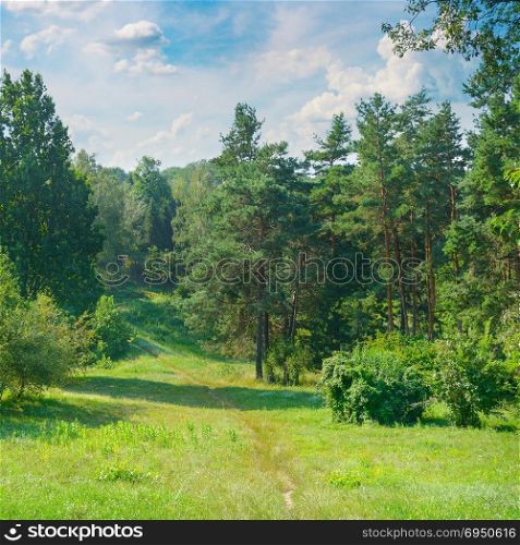 Natural forest with coniferous and deciduous trees, meadow and footpaths. Summer. A bright sunny day.