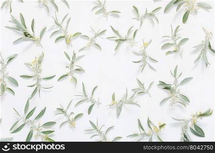 Natural frame: light green leaves of Elaeagnus Commutata with small yellow flowers on white background