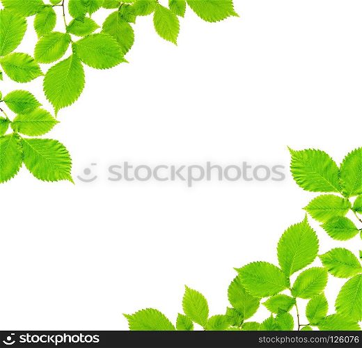 Natural frame of branches of an ash tree with green leaves isolated on a white background