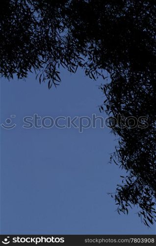 Natural frame of evening&rsquo;s leaves leave copy space of evening blue. Location is Grampian Mountrains near Halls Gap in Victoria, Australia;