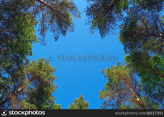 Natural frame of pine trees against blue sky. Natural frame of pine trees
