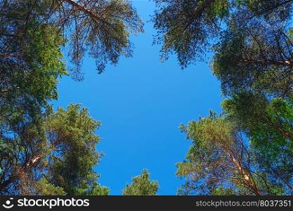 Natural frame of pine trees against blue sky. Natural frame of pine trees