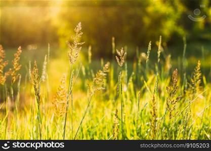 Natural Fresh Green Natural Spring Summer Grass In Bokeh, Boke With Sunlight Colors.. Nature Green Natural Spring Summer Grass In Bokeh, Boke With Sunlight Colors.