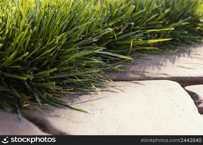 natural grass close up 2
