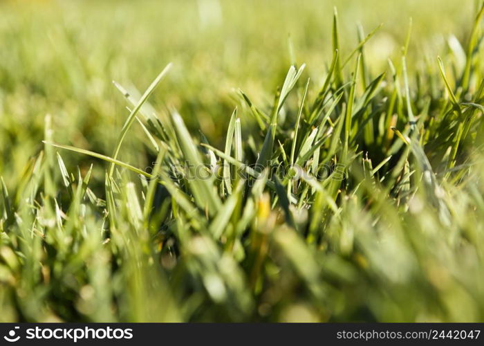 natural grass close up 9