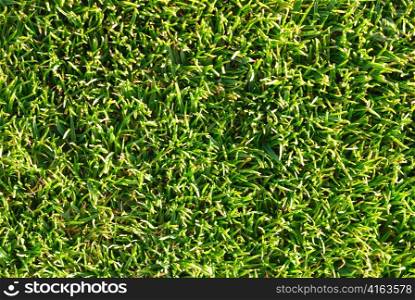 natural grass texture