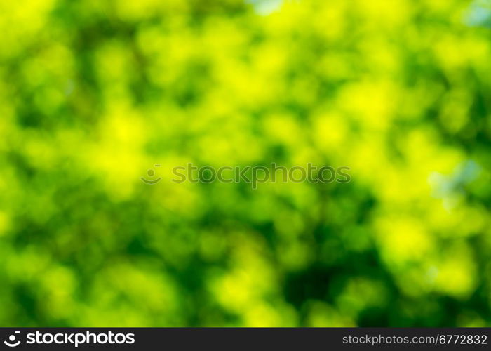 Natural green a blurred background