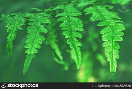 Natural green background - droplets of dew or rain on blurred fern leaves. Selective focus, vintage toned filter.. Fern Leaves With Water Drops
