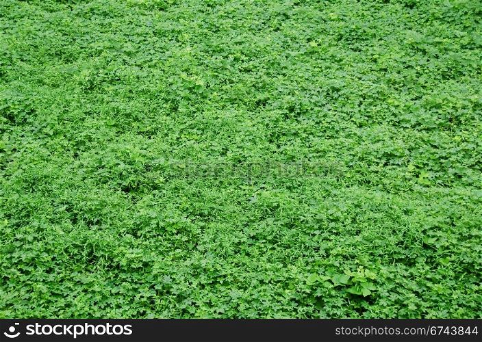 Natural green background. Natural green background consisting of several weeds