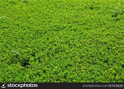 Natural green background. Natural green background made of Satsuki azalea, Rhododendron indicum