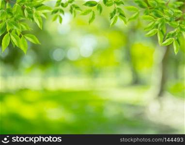 natural green background with leaf selective focus