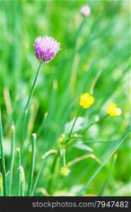 natural green background with pink flower of chives herb close up